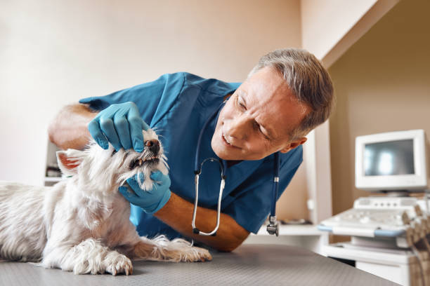 Best Emergency Tooth Extraction in Bluffton, OH